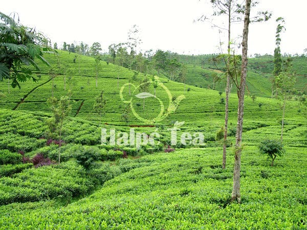 fresh tea plantations of sri lanka