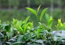 ceylon black tea leaf