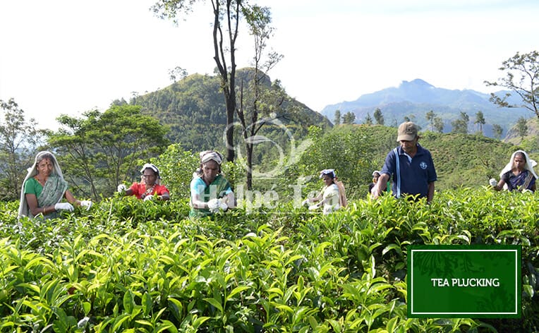 Media Gallery | Images and Videos of Halpe Tea Sri Lanka