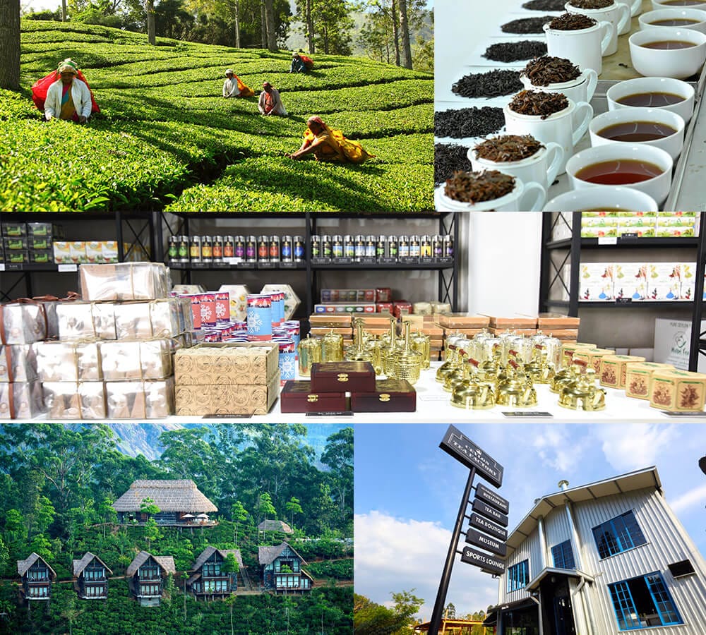 Wholesale Tea Suppliers Tea Products Franchising by Halpe Tea